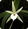 Angraecum elephantinum